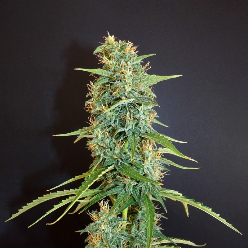 Moroccan Beldia van Khalifa Genetics