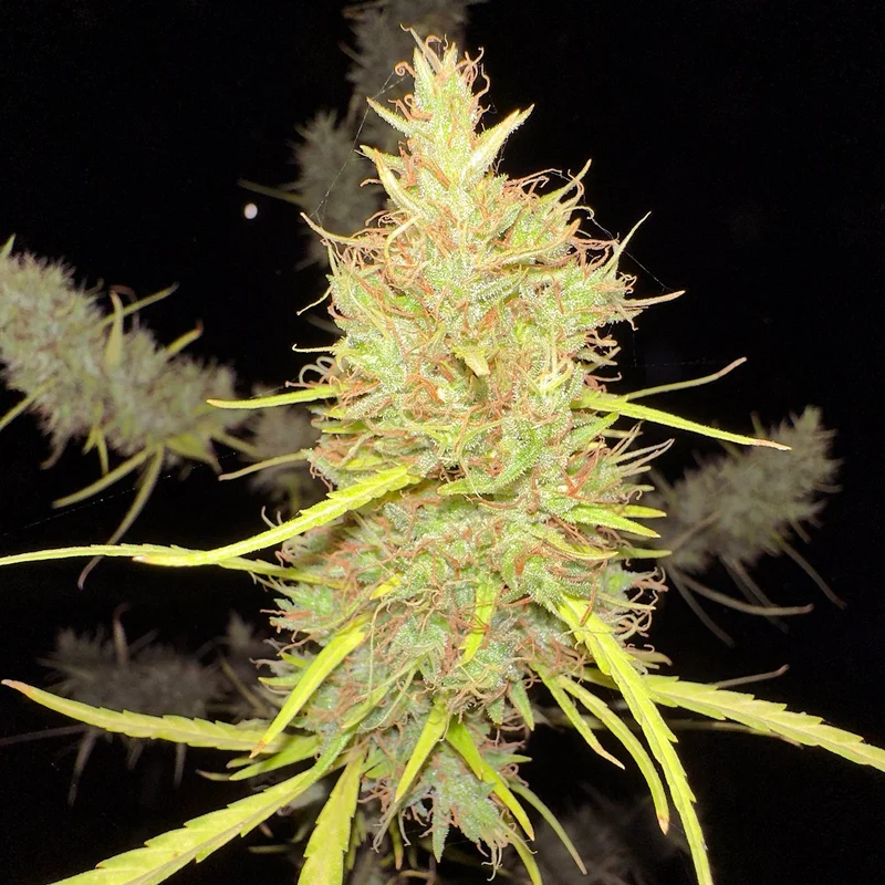 80's Durban Poison van Khalifa Genetics