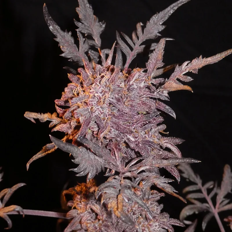 Frosty's Freak van Khalifa Genetics