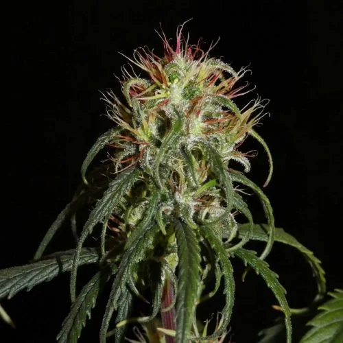 Siberian Ruderalis van Khalifa Genetics