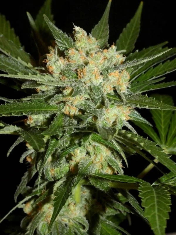 Aladdin's Skunk van Khalifa Genetics