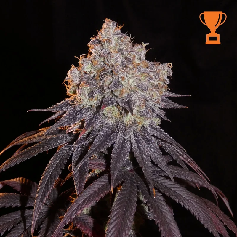 Limon Blanco V3 van Khalifa Genetics