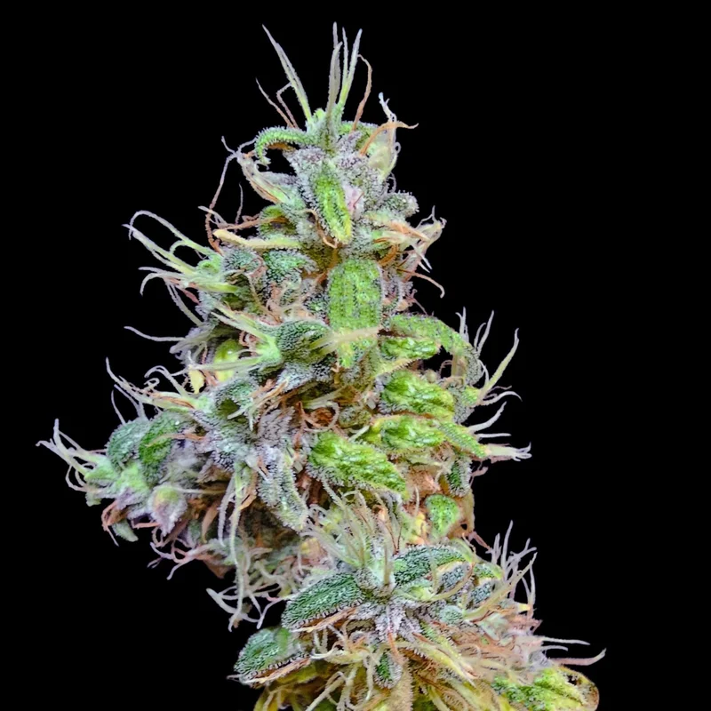 Tirah Maidan Hashplant van Khalifa Genetics