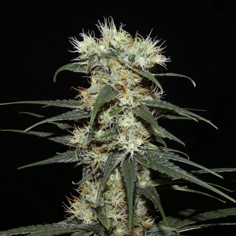 Nigerian Sativa van Khalifa Genetics