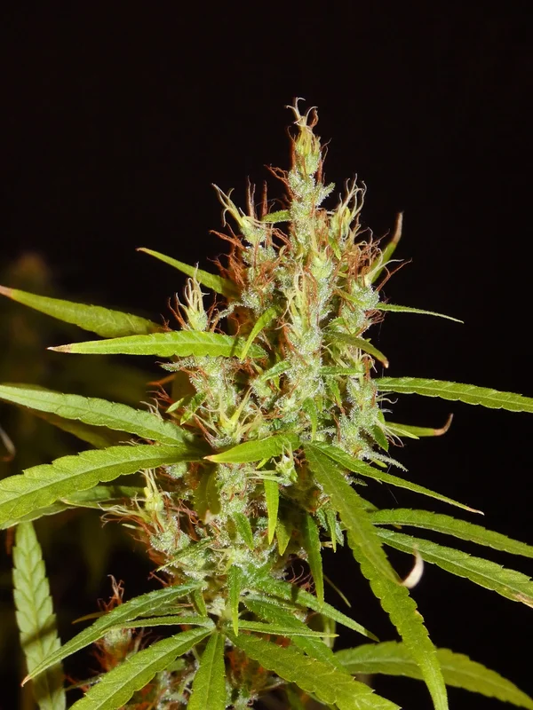 Kerala Chellakutti van Khalifa Genetics