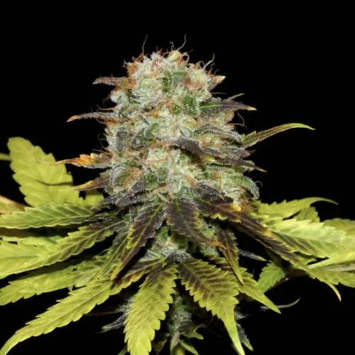 Persian Prince van Khalifa Genetics