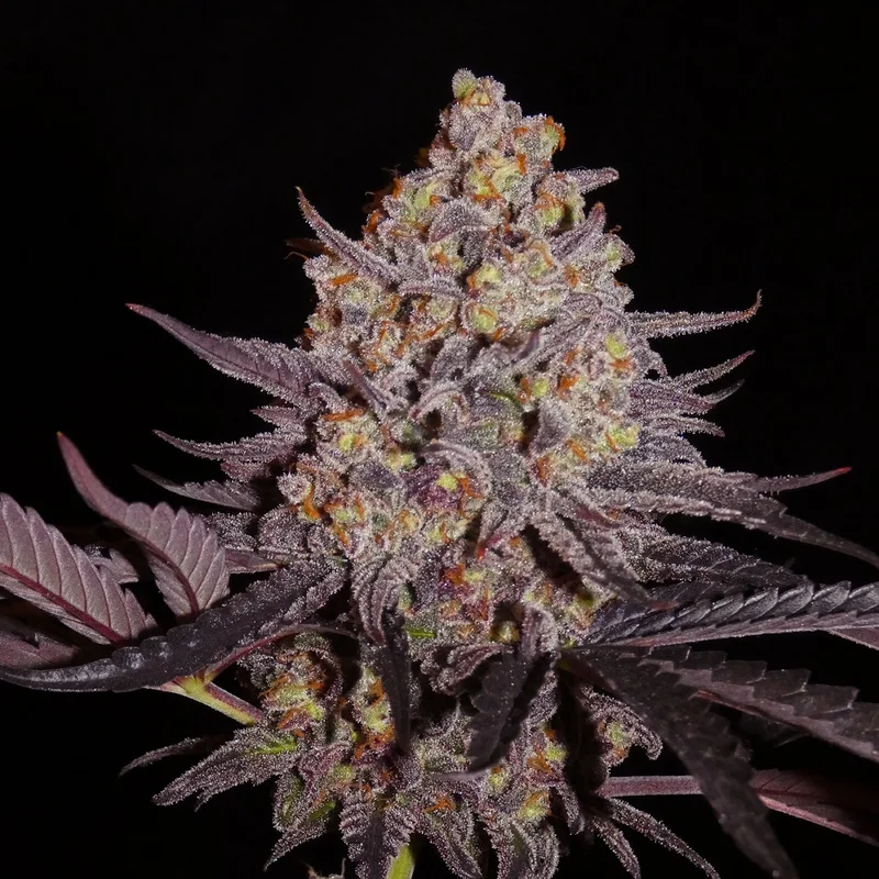 Aladdin Kush van Khalifa Genetics