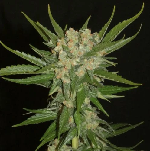 Aladdin's Skunk van Khalifa Genetics