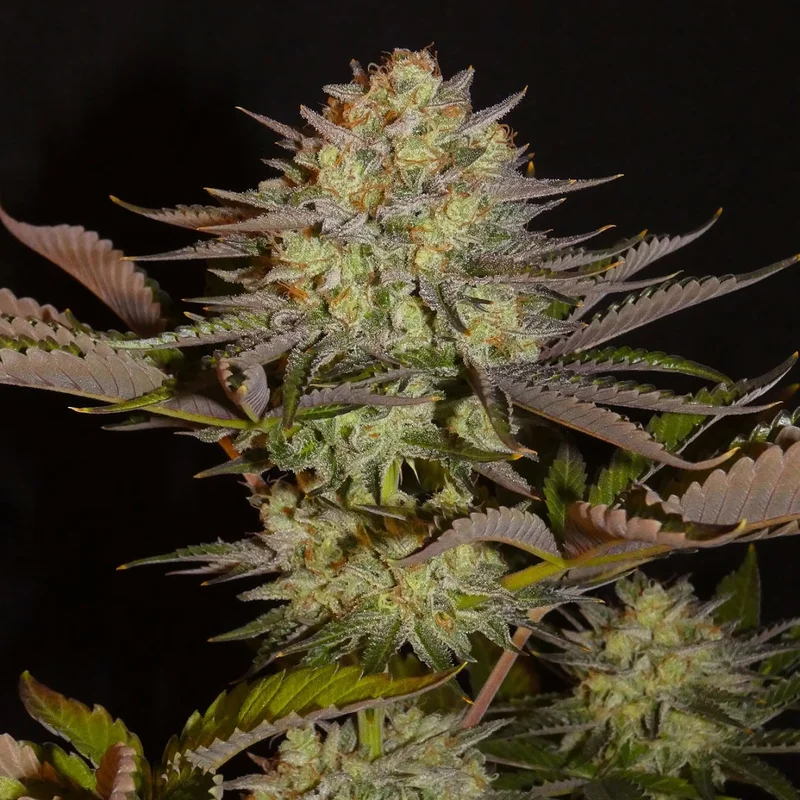 Limon Blanco V1 van Khalifa Genetics