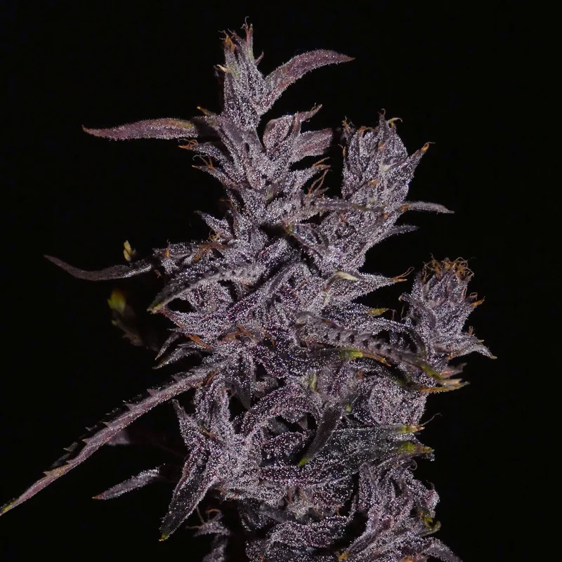 Lao Highland Tribe van Khalifa Genetics