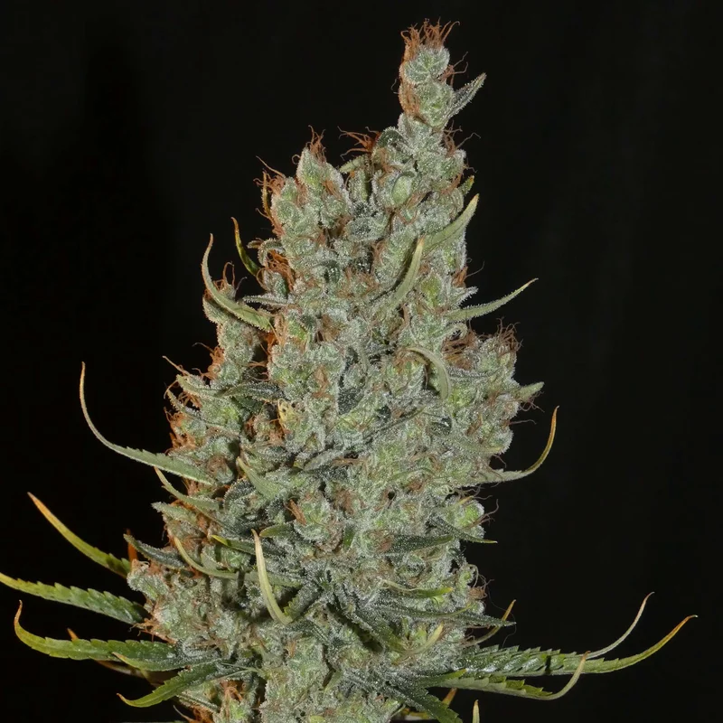 Desert Skunk van Khalifa Genetics