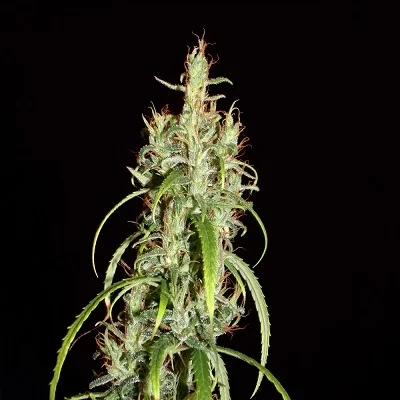 Siberian Ruderalis van Khalifa Genetics