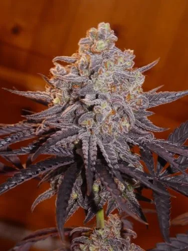 Frosty's Kush Pie van Khalifa Genetics