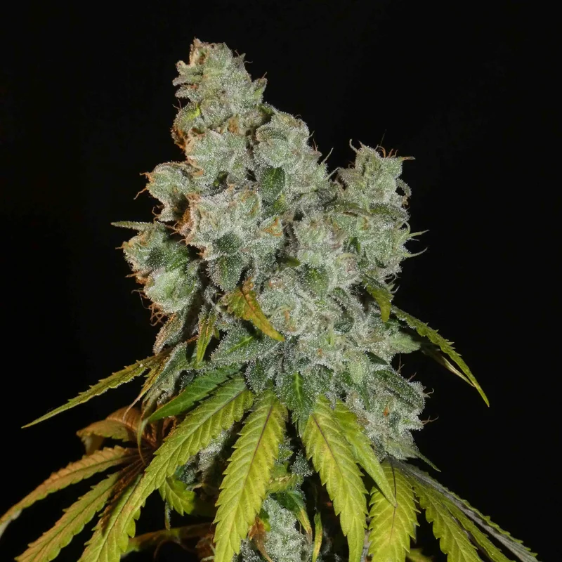 Afghan Lemon van Khalifa Genetics