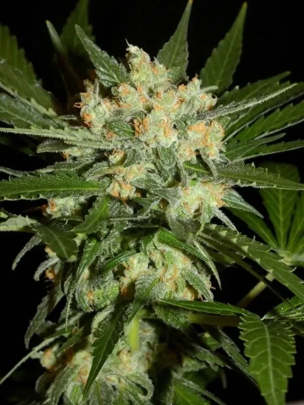 Aladdin's Skunk van Khalifa Genetics