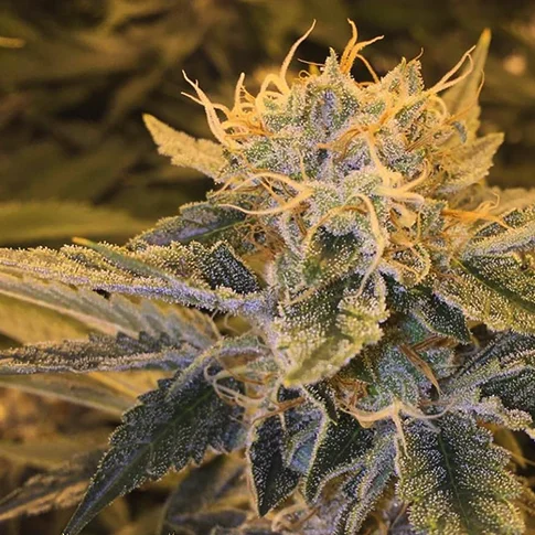 Yoga Sour Flame van Lady Sativa Genetics