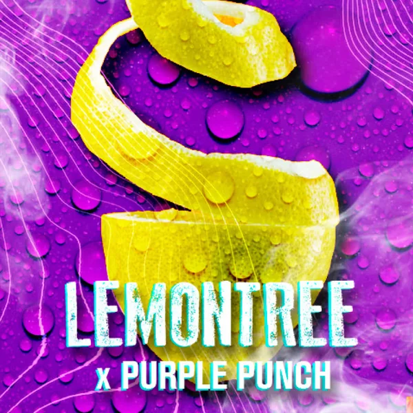 Lemon Tree van Lemon Tree