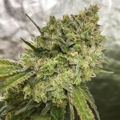 x Purple Punch van Lemon Tree