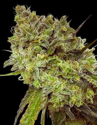 x Purple Punch van Lemon Tree