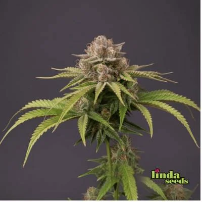 Tresor Buds van Linda Seeds