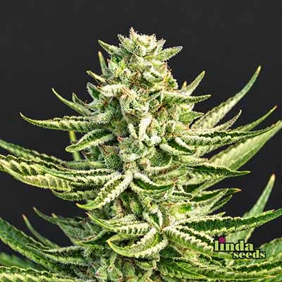 GMO van Linda Seeds