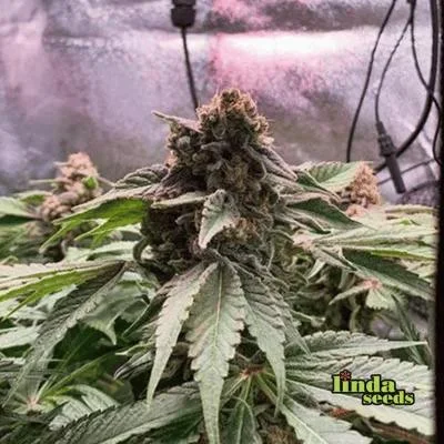 Black Cherry Punch van Linda Seeds
