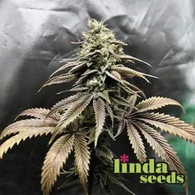 Grape Octane van Linda Seeds