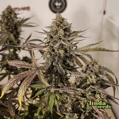 Grape Octane van Linda Seeds