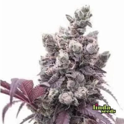 Gelato #33 van Linda Seeds