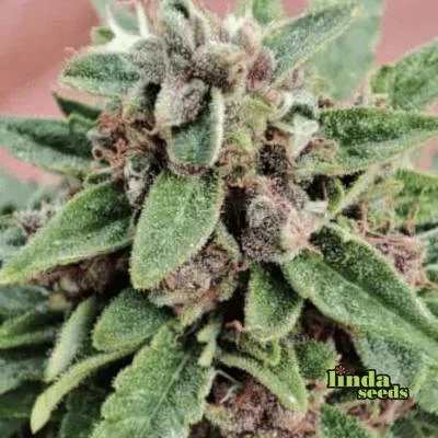 Gelato Glue van Linda Seeds