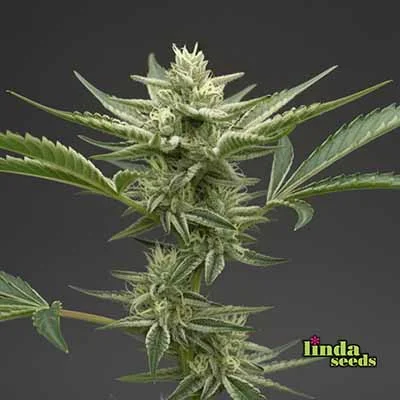 Grape Octane van Linda Seeds