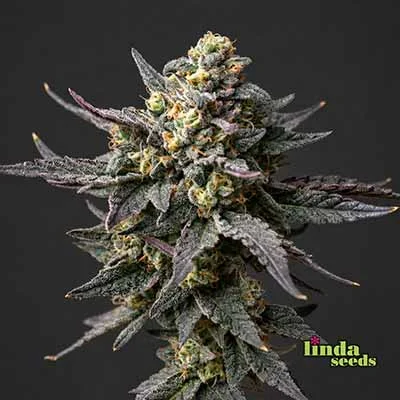 Fat Blueberry van Linda Seeds