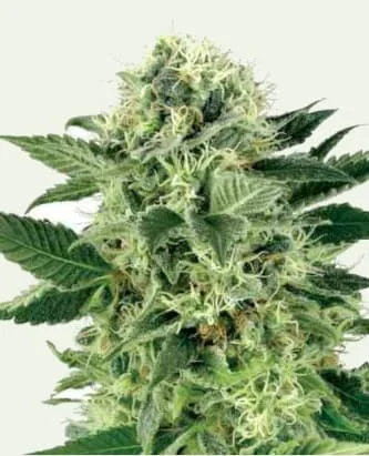 Northern Light van Linda Seeds