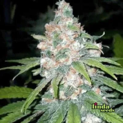 Super Lemon Haze van Linda Seeds