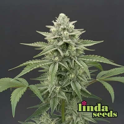 Criitical+ 2.0 van Linda Seeds