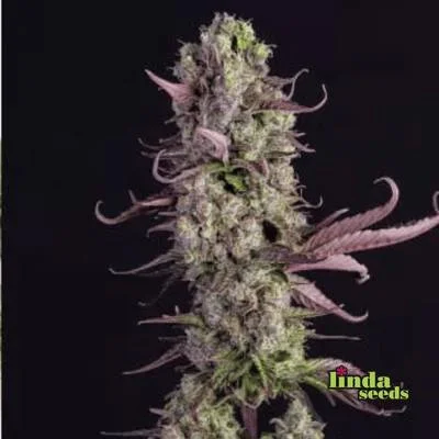 Gorilla Zkittlez van Linda Seeds