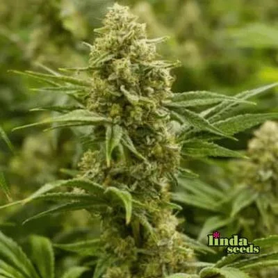 Lemon Tree van Linda Seeds