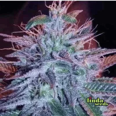 Fat Blueberry van Linda Seeds