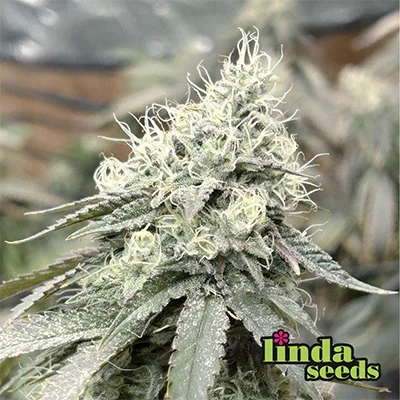 White Widow van Linda Seeds