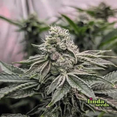 Apple Fritter van Linda Seeds