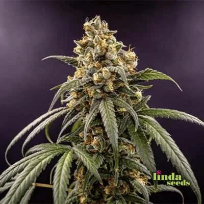 Zoap van Linda Seeds