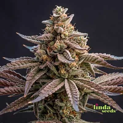 Cherry Kush Coke van Linda Seeds