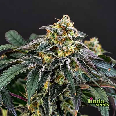 Do Si Dos van Linda Seeds