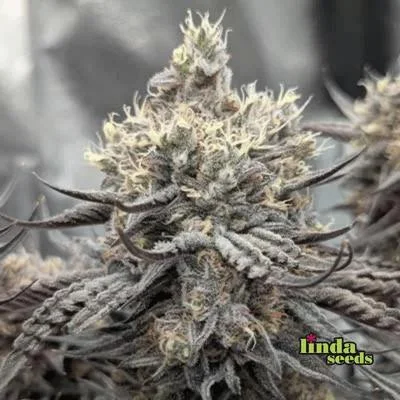 GMO van Linda Seeds