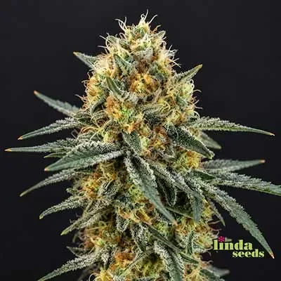 Runtz – Linda Seeds