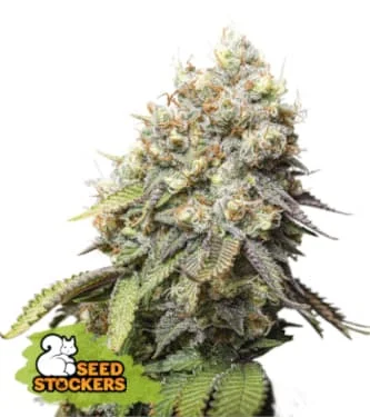 Bruce Banner van Linda Seeds