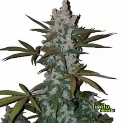 Cookies van Linda Seeds