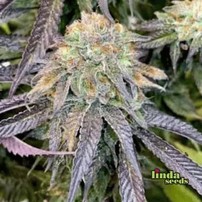Mimosa x Orange Punch van Linda Seeds
