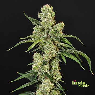 Zoap van Linda Seeds