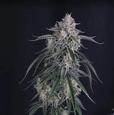 GMO van Linda Seeds